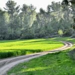 Four longevity pathways are underlying our aging process.