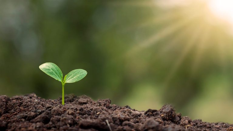 Exploring the deep-seated relationship between nutrition and cancer risk, this post delves into key takeaways from Dr. Hyman's podcast episode, shedding light on how our dietary and lifestyle choices can influence our health and potentially modulate our risk of cancer.